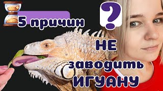 5 причин НЕ заводить ИГУАНУ. Гигантская Бестия!