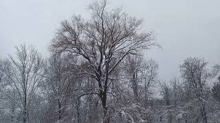 Snow In The Backyard, Southwick, MA (2024-01-07)