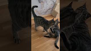 Cat Brothers Fight