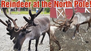 Reindeer at the North Pole | Santa's Helper | Back Country of Alaska