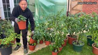 डल्ले खुर्सनीलाई जाडोमा बचाउने उपाए |Dalle Khursani Cutting |How to prepare Chilli Plant for Winter?