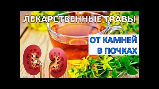 Лекарственные ТРАВЫ от камней в ПОЧКАХ - КАМНЕДРОБЯЩИЕ травы / Фролов Ю.А.