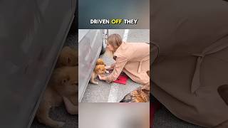 🧠 World’s Smartest Dog Saves Puppies! #shorts 🚗🐶