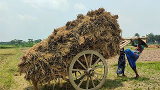 Bullock Cart Ride // Paddy from the ditch with bullock cart // Bullock Cart // Village Agriculture