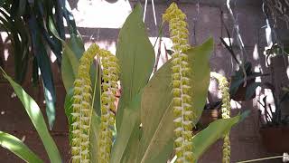 Primeira floração do meu dendrochilum magnum