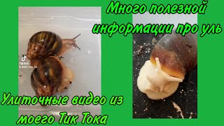 Как содержать улиток? | Яйца улиток | Snails for you