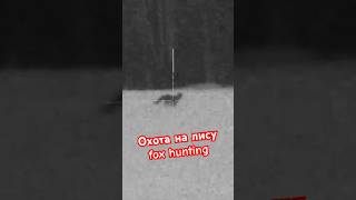 Охота на лису. Night hunting. Fox hunting. Fox control.