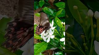 So  beautiful butterfly 🦋 video