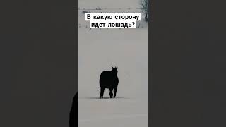 Обман зрения. В какую сторону идёт лошадь?#обманзрения#иллюзия#лошадь#вирусноевидео