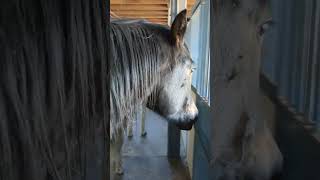 We have some very affectionate wild horses here that want to go into the barn for dinner