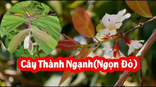 Cây Thành Ngạnh(Ngọn Đỏ) Có Tác Dụng Gì Và Mua Ở Đâu