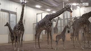 Giraffe Calves Winter Barn Update