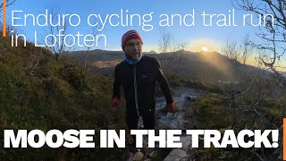 Moose in the track! Enduro cycling and trail run in Lofoten