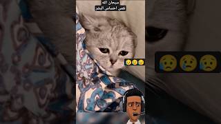 #بكاء_قطه | مقطع يحتاج تعليق |  سبحان من علمها | لا تنسى اللايك والشير