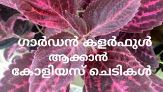 How to grow and care beautiful Coleus plant | കോളിയസ് ചെടിയുടെ പരിചരണം