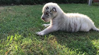 Baby White Tigers | Handraising Tiger Cubs | Living With Tigers