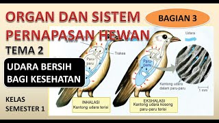 ORGAN DAN SISTEM PERNAPASAN HEWAN #organdansistempernapasanhewan #tema2kelas5 #dadangwahyudin