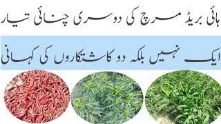 Ready for second picking hybrid chilli|SV5508|Haji Sons|@imranhameedjoyia|دوسری چنائی مرچ کی|