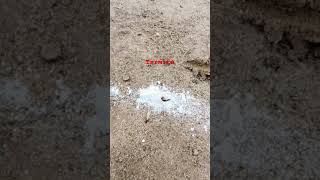 termite coming from earth #termites #termitecontrol #earth