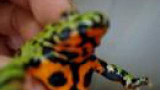 Fire Belly Toad Unmout Call