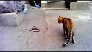 عالم cat VS snake