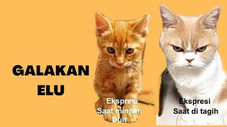 Meme Kucing Oren - kompilasi meme kucing | kitties meme2022