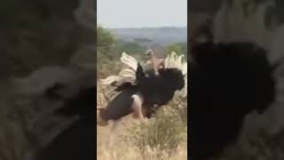 ostrich fight oh wild life