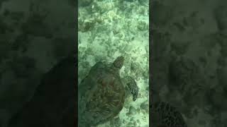 Черепаха в океане #turtle  #ocean