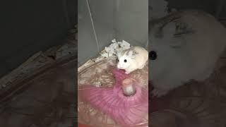 Lovely pets Robski Hamster pets #shortvideo (3)