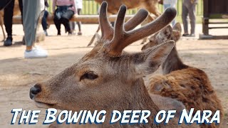 Bowing Deer in Nara, Japan!