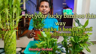 Pot your Lucky Bamboo this way।Make it healthy & disease free।@SandipOrchid #luckybamboo #potting