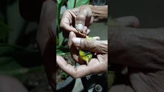 memasang ring burung sogon ontong#viral #shorts #youtubeshorts #trending #sogonontong #fyp #like#fy