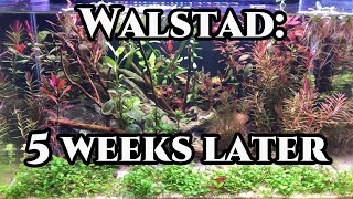 10 Gallon Walstad Week 1-5 | Full Trim and Growth