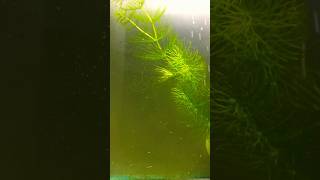 Danio Fry | Day 8 | #shorts