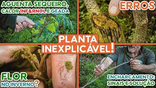 Moringa para o gado: dá pra plantar no BRASIL INTEIRO até em solo úmido e vou te dizer como