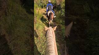 Horse riding #newzealand #travel #nature