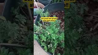 Oregano plant regrowing #shorts #oregano