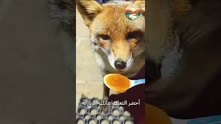 شاهد كيف حولت السيدة حديقة منزلها مؤى للثعالب