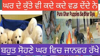 Bhut sohne sohne janwar rahke Ghar vich ,ਬਹੁਤ ਸੋਹਣੇ ਸੋਹਣੇ ਜਾਨਵਰ ਰੱਖੇ ਘਰ ਵਿੱਚ ,