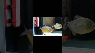 Feeding piranhas with goldfish#shorts#viral