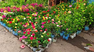 Galiff Street Plants Market In Kolkata