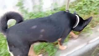 Kain na muna damo bago makarating sa pupuntahan #dog #doglover #viral #youtube