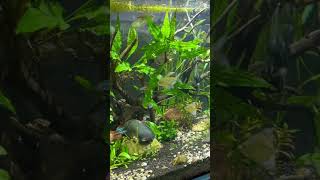 Nice fish aquarium