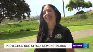 CBS 8 features Speciality Dog Training for Personal Protection Dogs