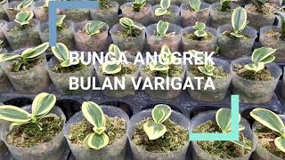 ANGGREK BULAN VARIGATA