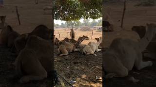 Camels markeet amazing #camel #youtubeshorts #youtubevideos #animals #ytshorts #shorts #viralshorts