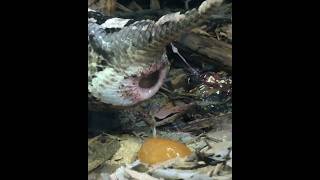 Bitis Gabonica🐍 The Gaboon Viper Snake Birth Process Explained