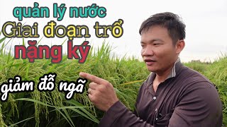 cách quản lý nước giai đoạn trổ giúp lúa nặng ký giảm đỗ ngã #132 l thanhdotv