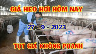 Giá Heo Hơi Hôm Nay 27-9: Thị Trường Tiếp Đà Đi Xuống | #NóngPlus