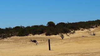 Kanguroos in Nambung Park